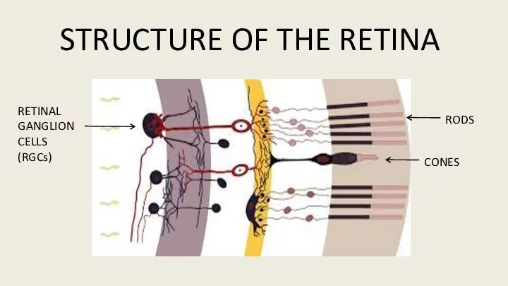 Rods, cones, and intrinsically photosensitive retinal ganglion cells (ipRGCs) in the retina.