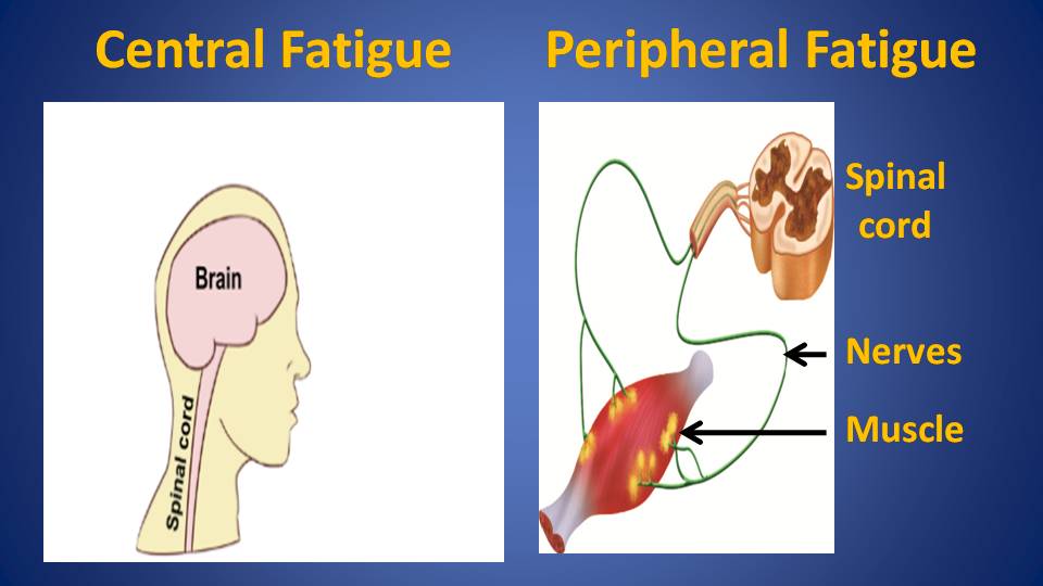 Central exercise fatigue arises in the brain and spinal cord, whereas peripheral fatigue arises in the nerves and muscles.