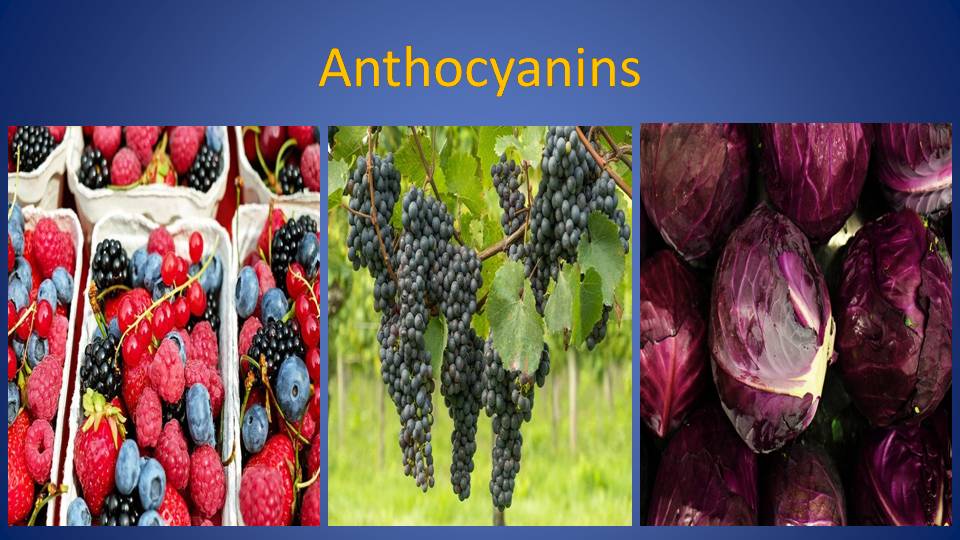 Food sources of anthocyanins and anthocyanidins include berries, grapes, and red cabbage.